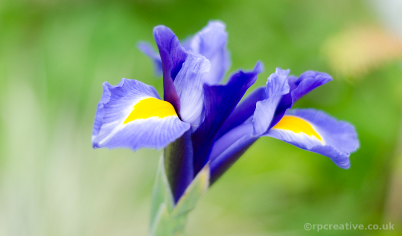 photo1sample Iris